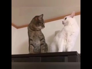 funny cats and cats tik tok