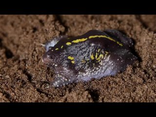 mexican ground toad - zoocomclub. e. rybaltovsky.