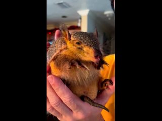 screaming hairy armadillo by christopher gillette / biology