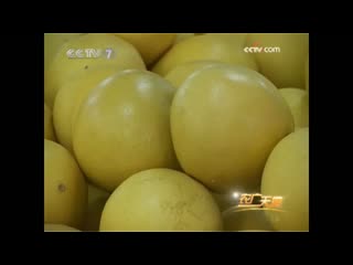 cultivation methods (part 01) guanxi honey pomelo "guan xi mi'yu".